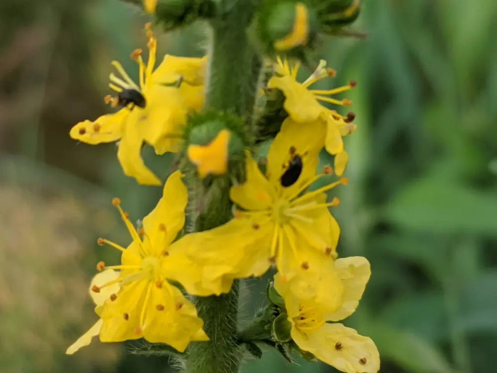 Bachblüte 1 Agrimony – Odermennig