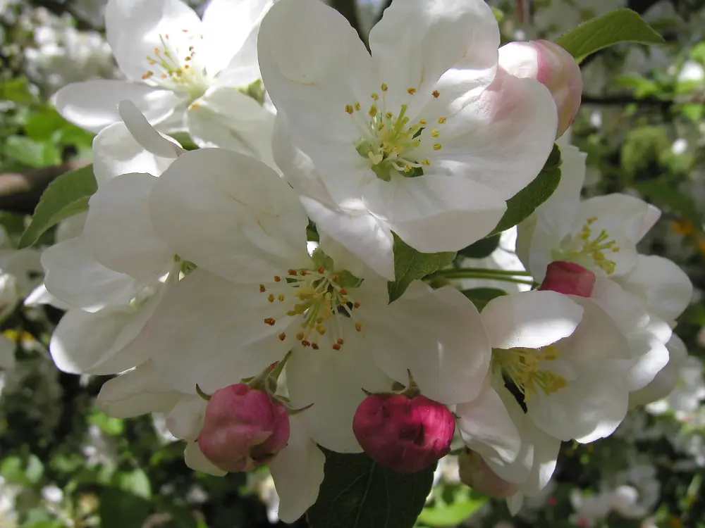 Bachblüte 10 Crab Apple – Holzapfel