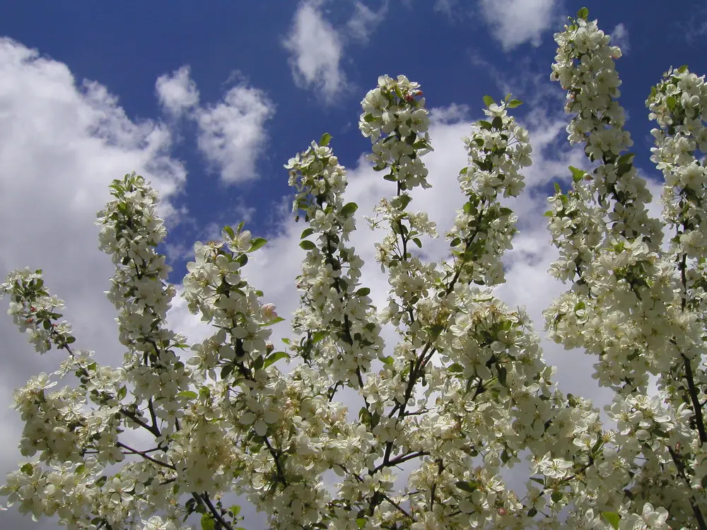 Bachblüte 10 Crab Apple – Holzapfel