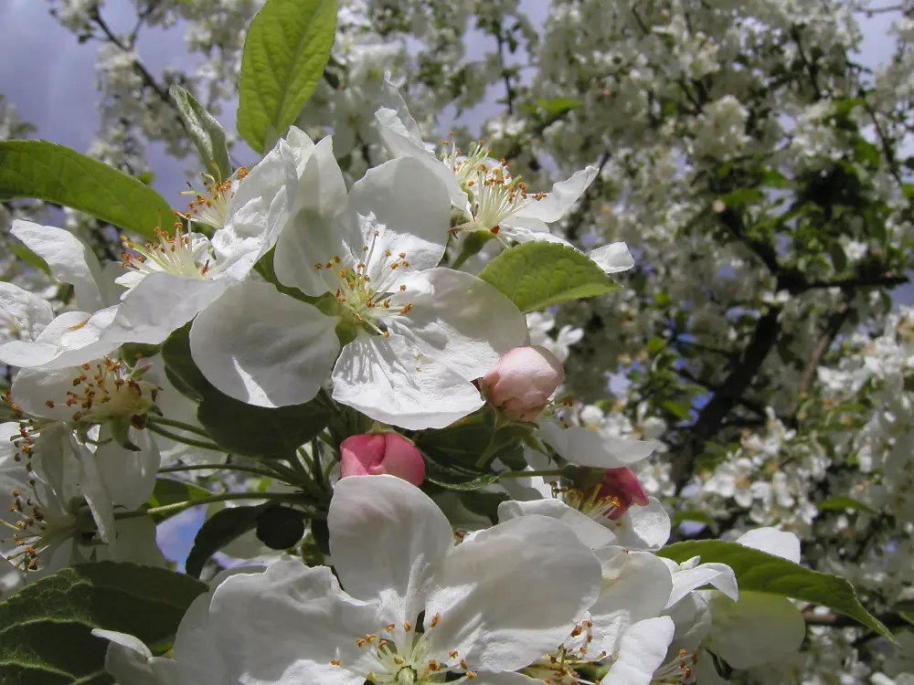 Bachblüte 10 Crab Apple – Holzapfel