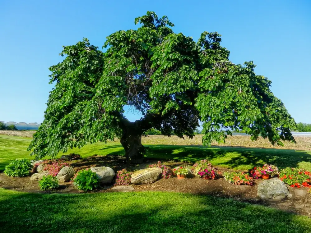 Bachblüte 11 Elm – Ulme
