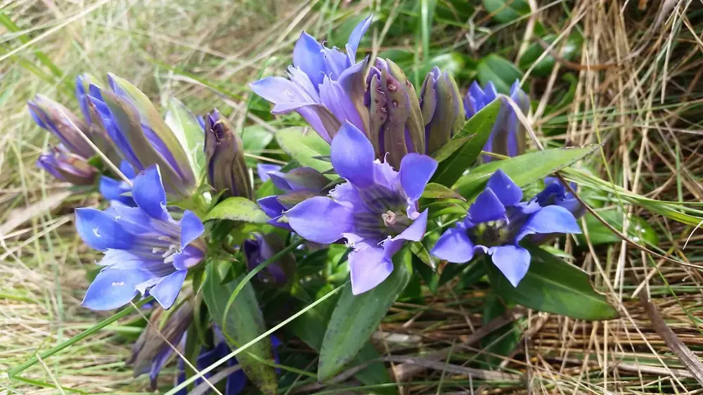 Bachblüte 12 Gentian – Bitterer Enzian