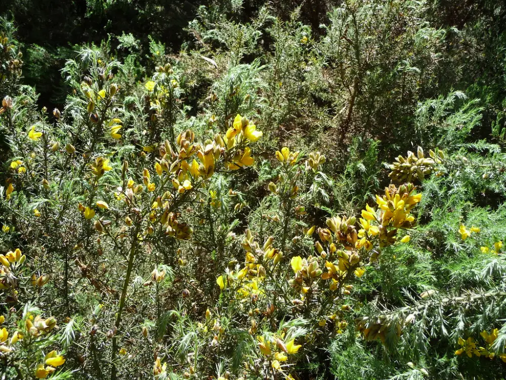 Bachblüte 13 Gorse – Stechginster
