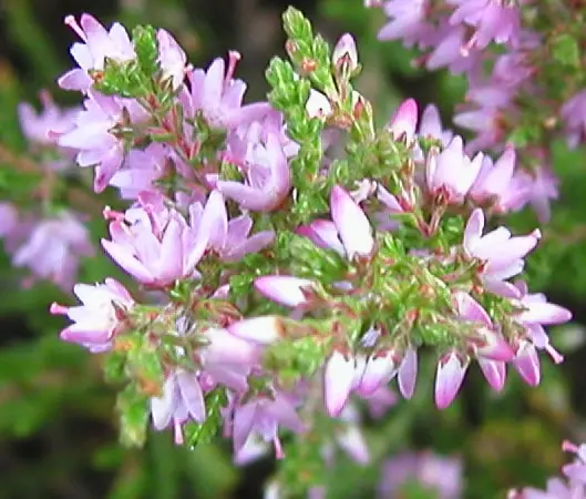 Bachblüte 14 Heather – Schottisches Heidekraut