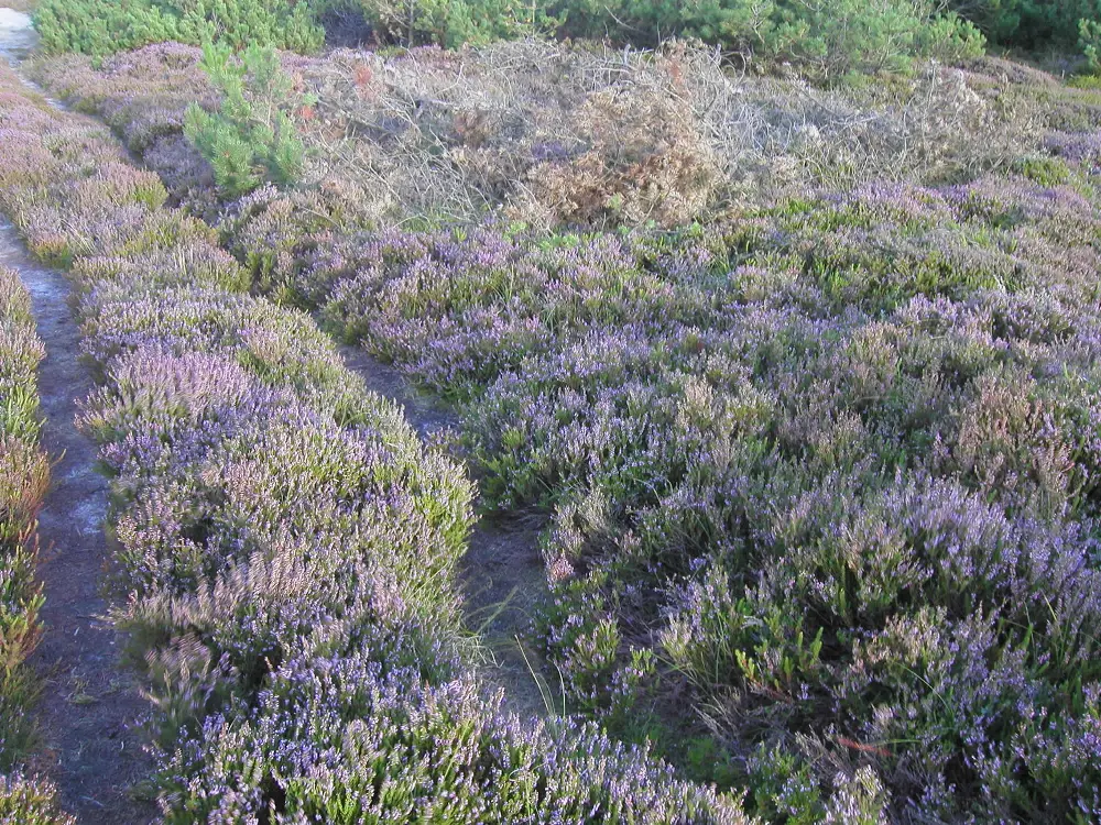 Bachblüte 14 Heather – Schottisches Heidekraut