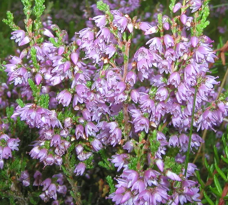 Bachblüte 14 Heather – Schottisches Heidekraut