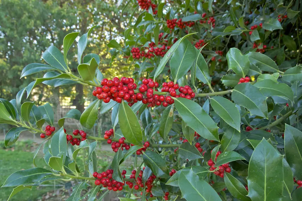Bachblüte 15 Holly – Stechpalme