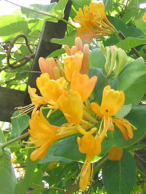 Bachblüte 16 Honeysuckle – Geißblatt