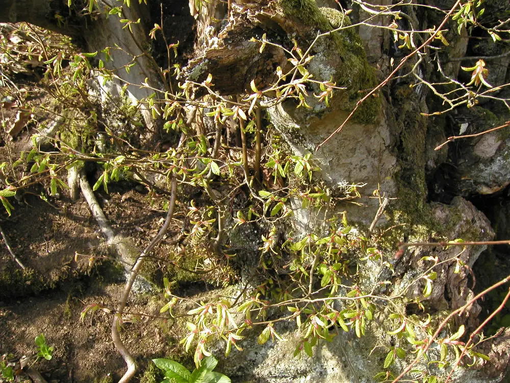 Bachblüte 17 Hornbeam – Hainbuche