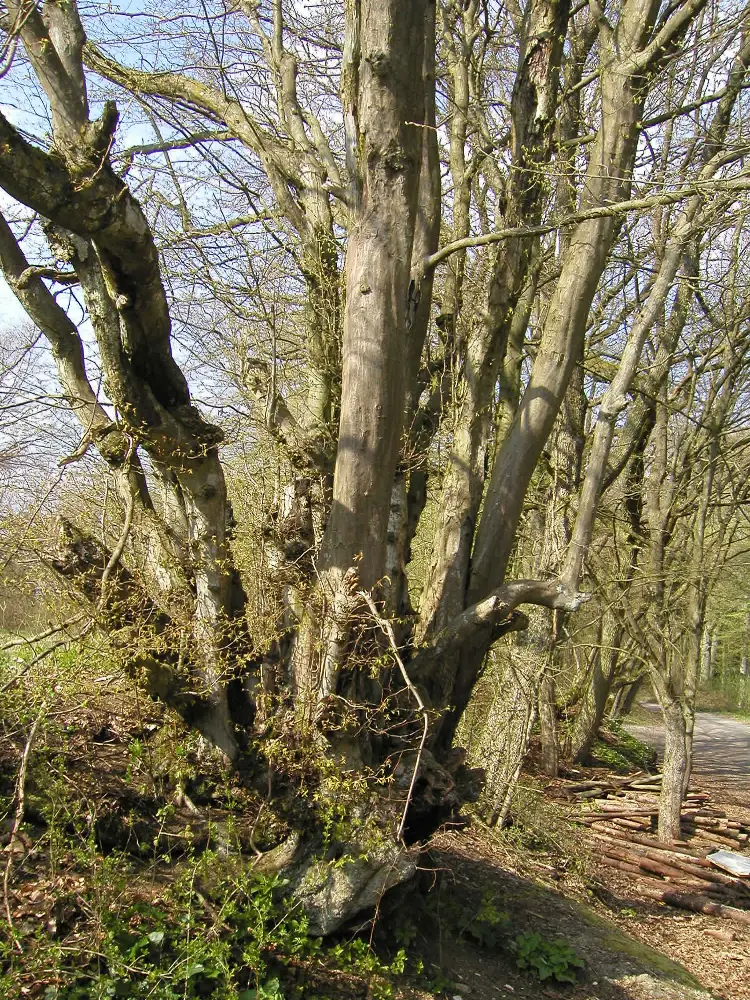 Bachblüte 17 Hornbeam – Hainbuche