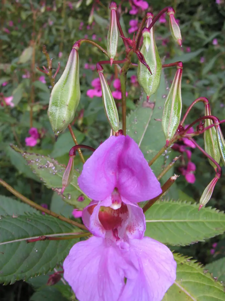 Bachblüte 18 Impatiens – Drüsentragendes Springkraut
