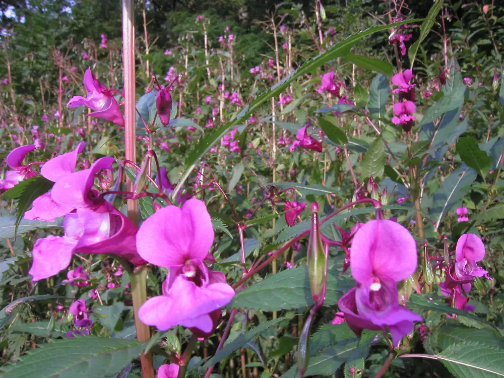 Bachblüte 18 Impatiens – Drüsentragendes Springkraut
