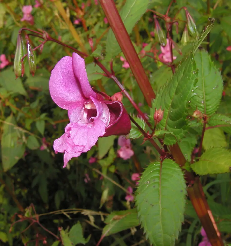 Bachblüte 18 Impatiens – Drüsentragendes Springkraut