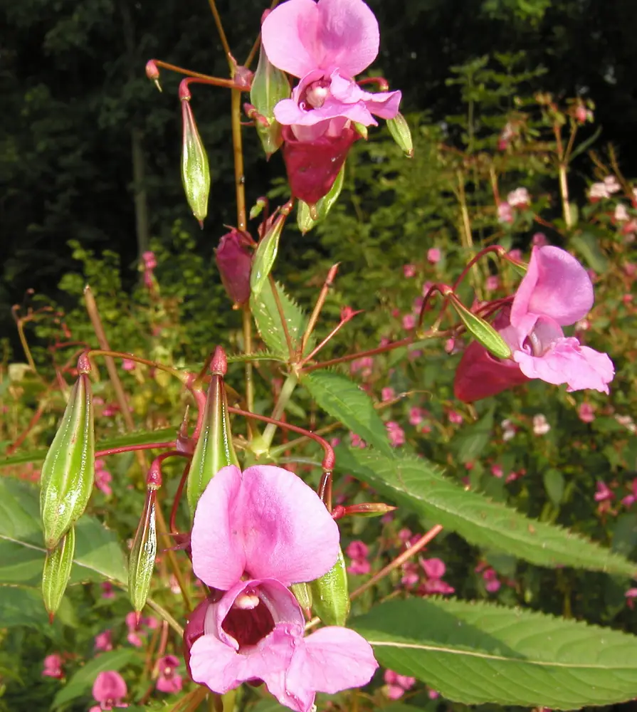 Bachblüte 18 Impatiens – Drüsentragendes Springkraut