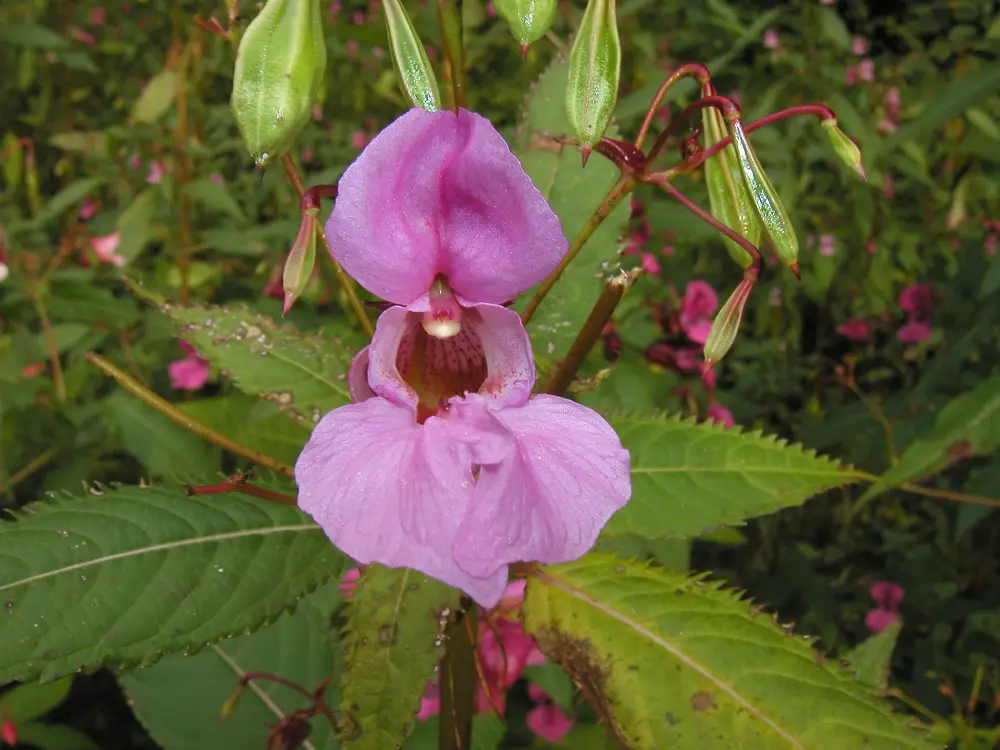 Bachblüte 18 Impatiens – Drüsentragendes Springkraut