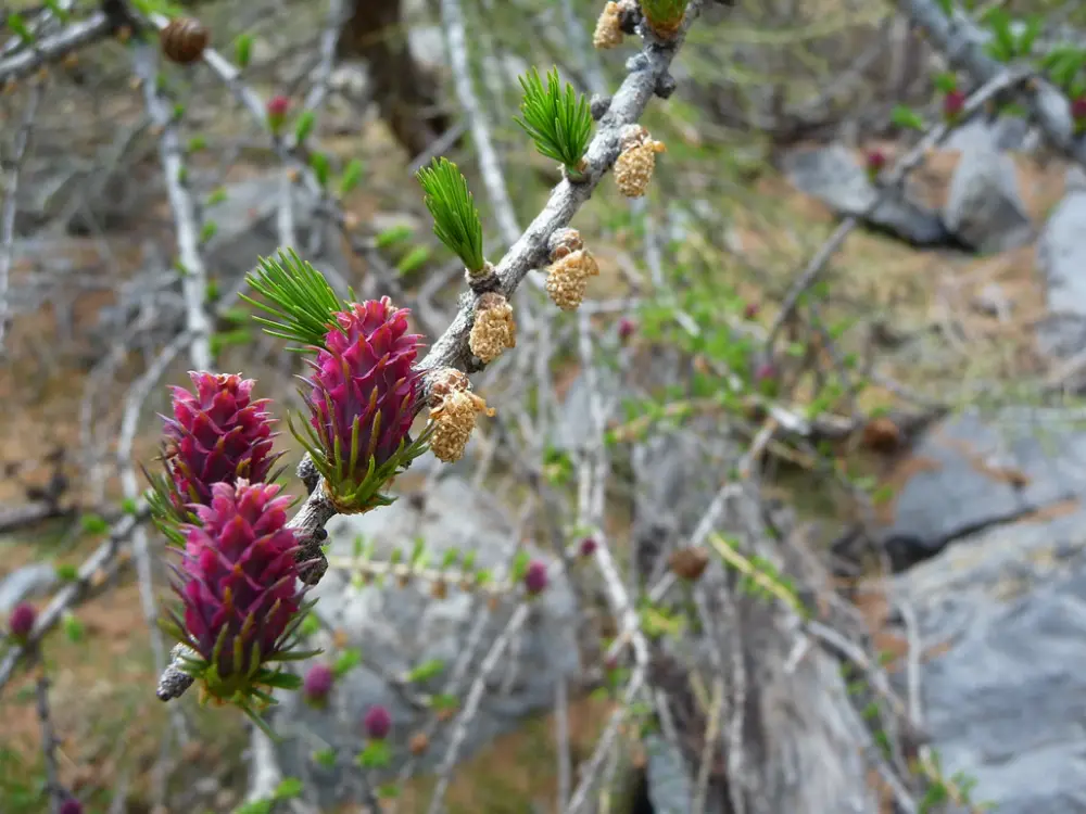 Bachblüte 19 Larch – Lärche