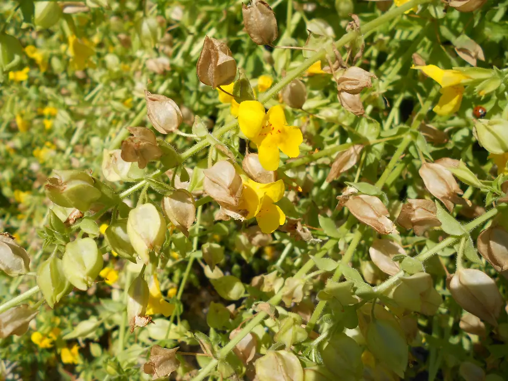 Bachblüte 20 Mimulus – Gefleckte Gauklerblume