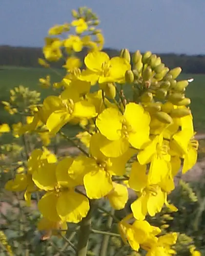 Bachblüte 21 Mustard – Wilder Senf