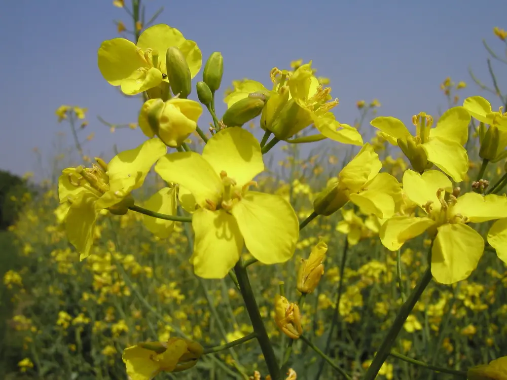 Bachblüte 21 Mustard – Wilder Senf