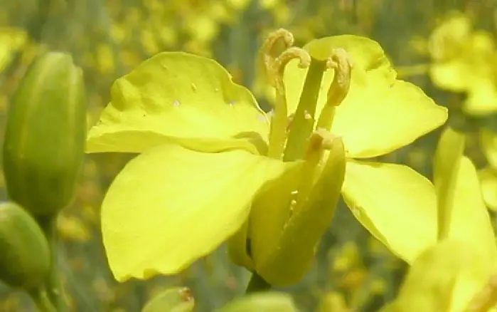 Bachblüte 21 Mustard – Wilder Senf