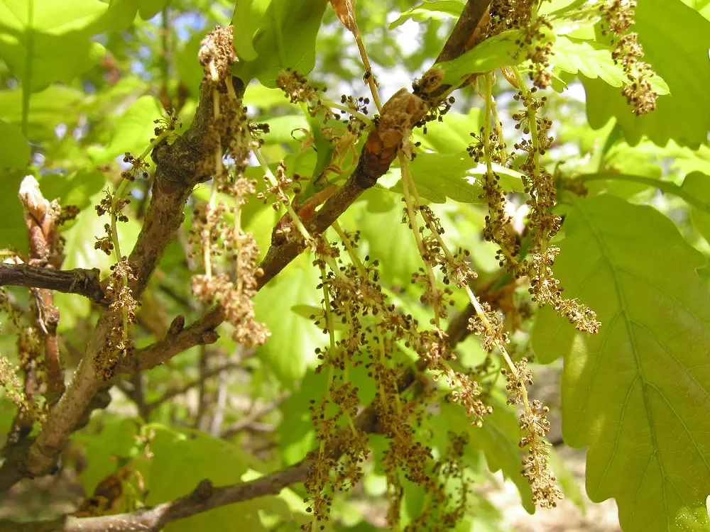 Bachblüte 22 Oak – Eiche