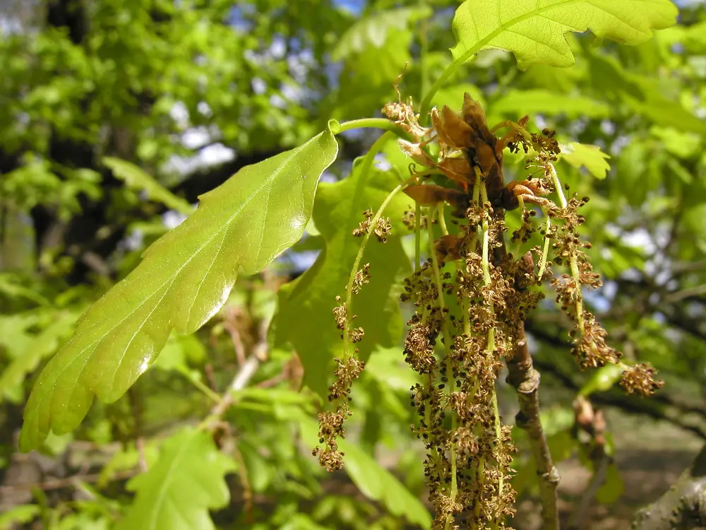 Bachblüte 22 Oak – Eiche