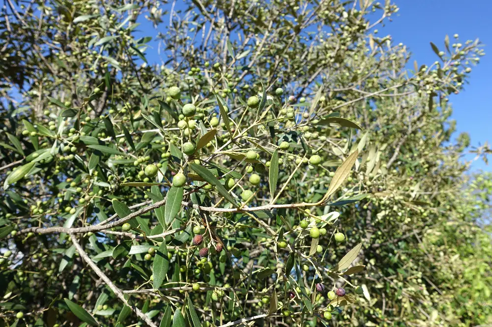 Bachblüte 23 Olive – Olive