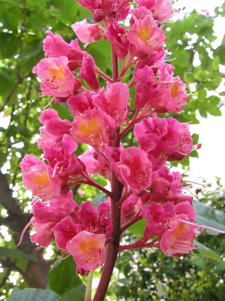 Bachblüte 25 Red Chestnut – Rote Kastanie