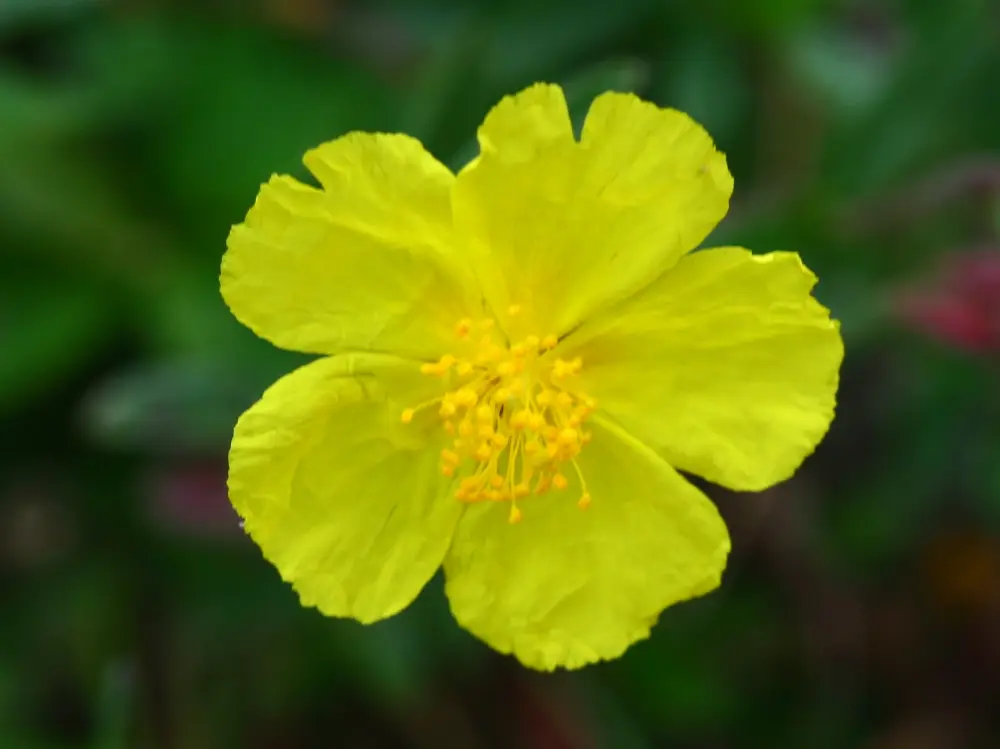 Bachblüte 26 Rock Rose – Gelbes Sonnenröschen