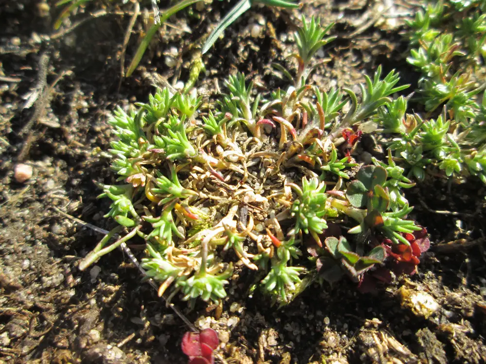 Bachblüte 28 Scleranthus – Einjähriger Knäuel