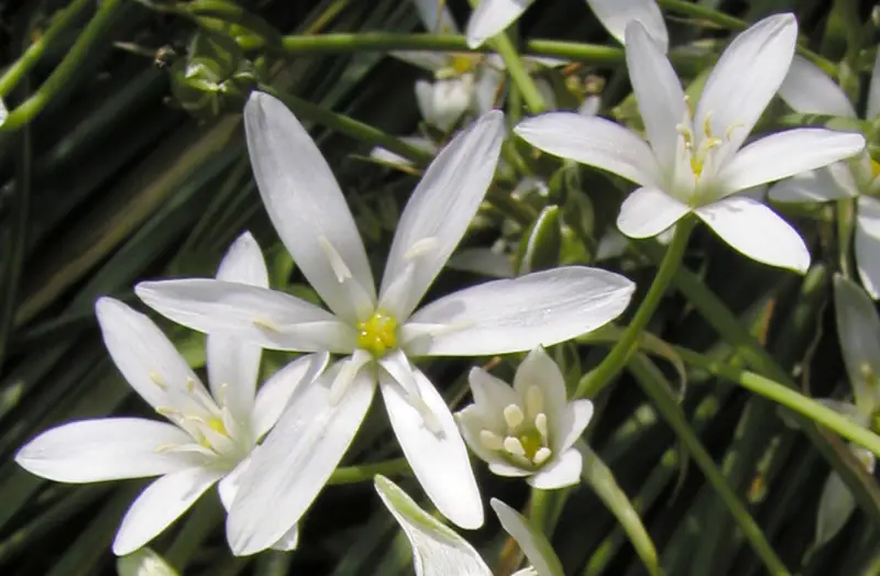 Bachblüte 29 Star of Bethlehem – Doldiger Milchstern