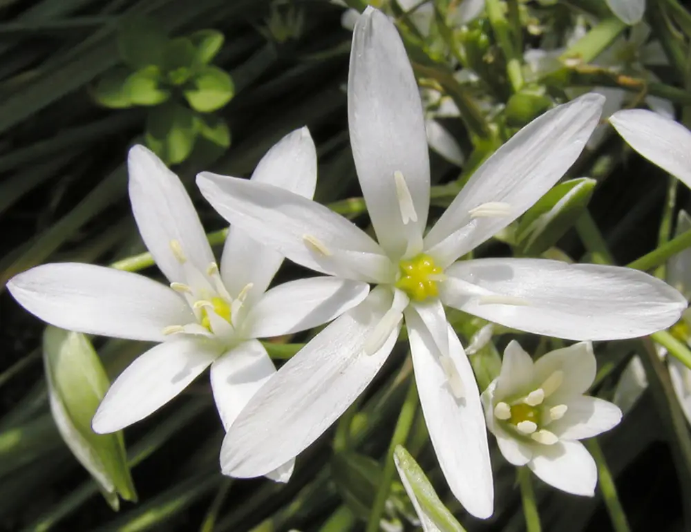 Bachblüte 29 Star of Bethlehem – Doldiger Milchstern