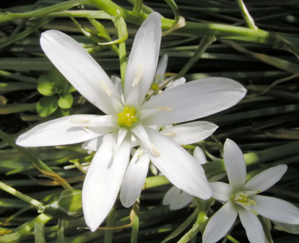 Bachblüte 29 Star of Bethlehem – Doldiger Milchstern