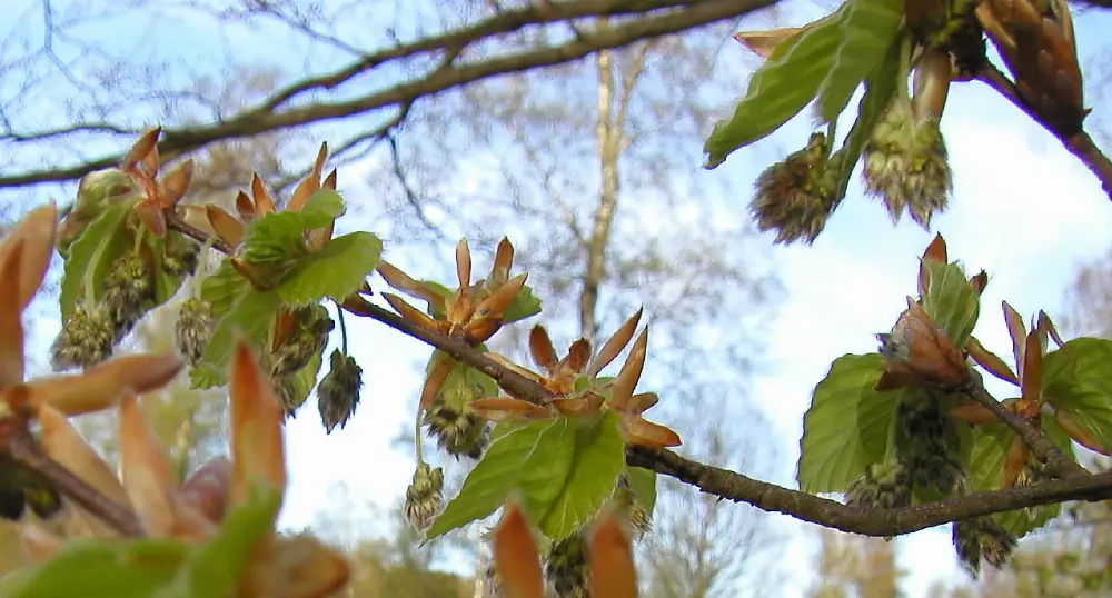 Bachblüte 3 Beech – Rotbuche