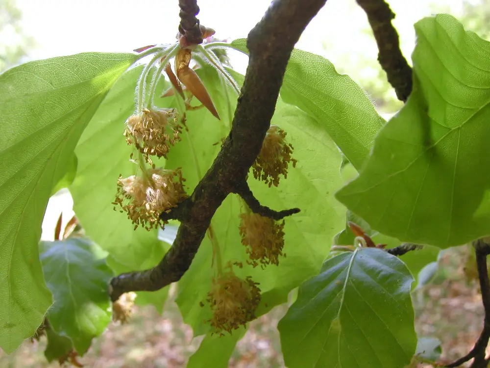 Bachblüte 3 Beech – Rotbuche