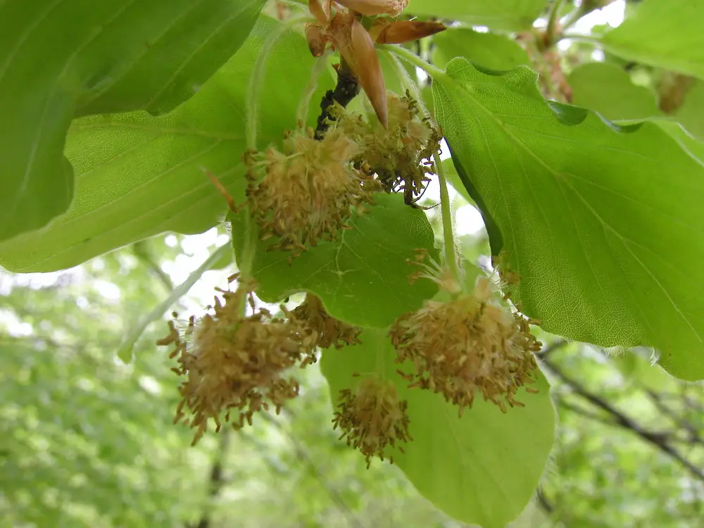 Bachblüte 3 Beech – Rotbuche