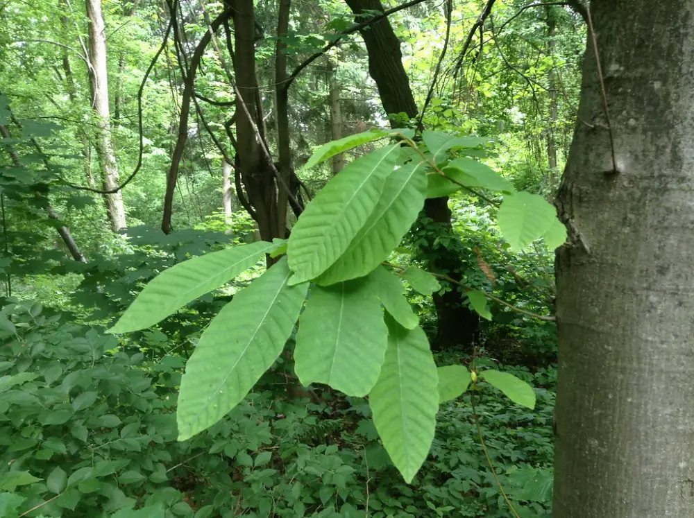 Bachblüte 30 Sweet Chestnut – Edelkastanie