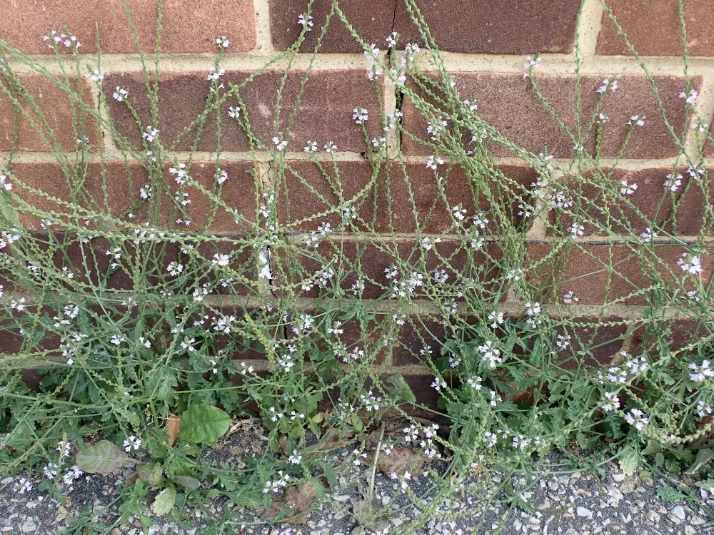 Bachblüte 31 Vervain – Eisenkraut