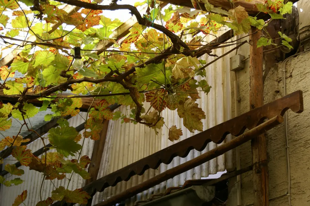 Bachblüte 32 Vine – Weinrebe