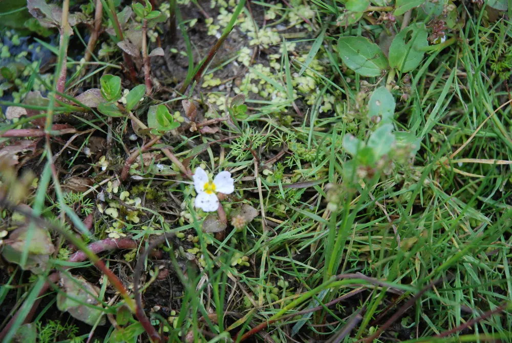 Bachblüte 34 Water Violet – Sumpfwasserfeder