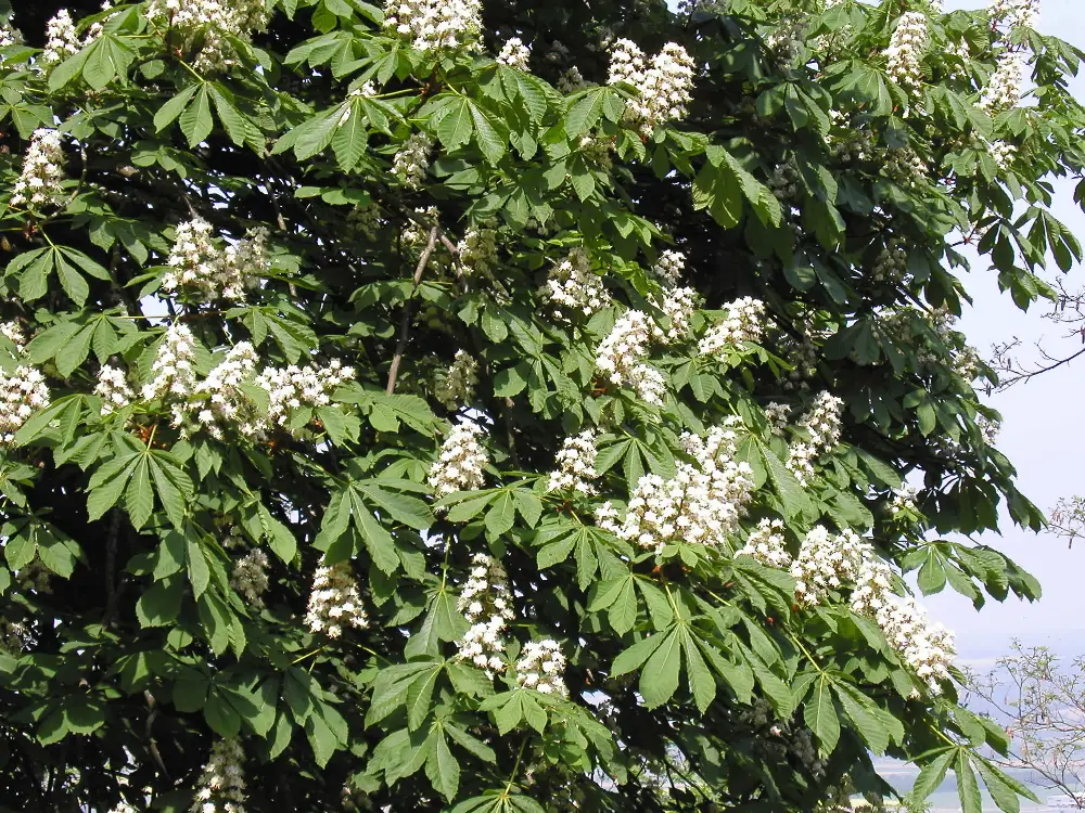 Bachblüte 35 White Chestnut – Rosskastanie