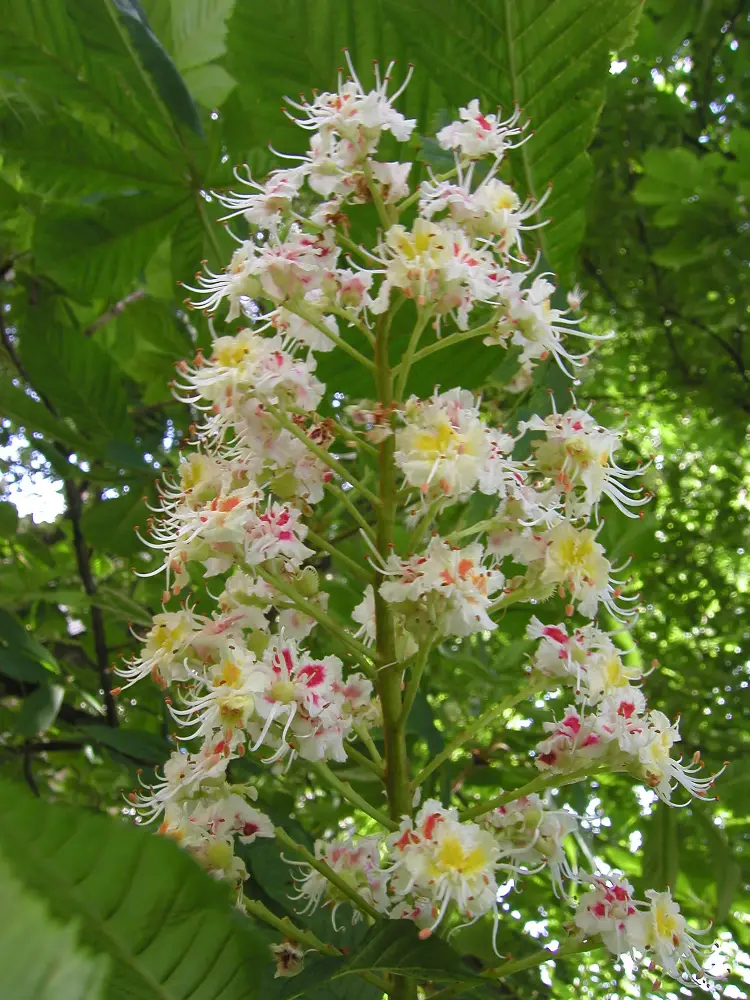 Bachblüte 35 White Chestnut – Rosskastanie
