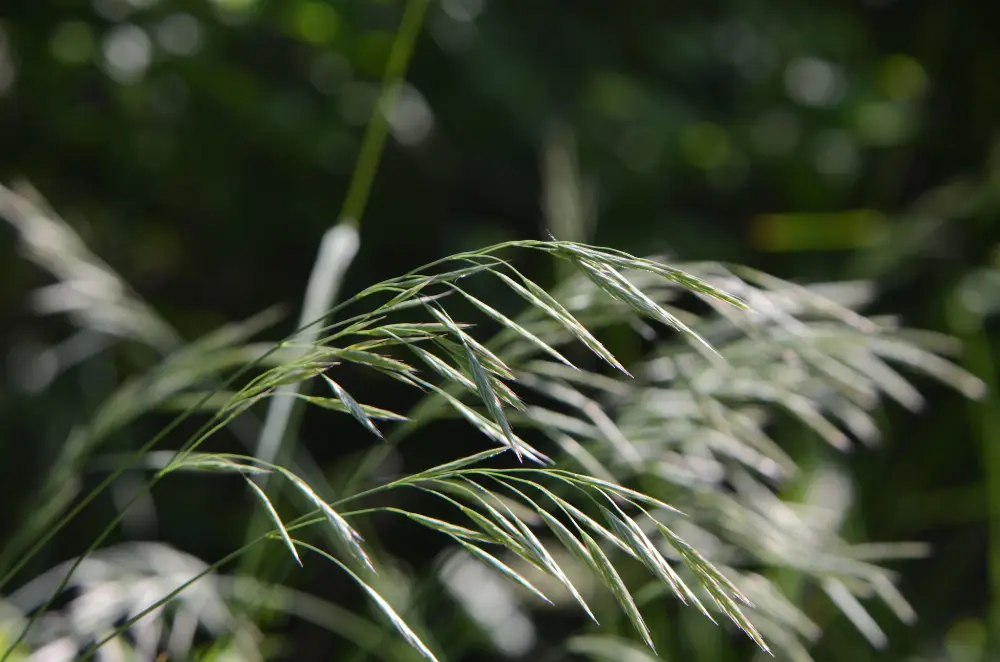 Bachblüte 36 Wild Oat – Waldtrespe