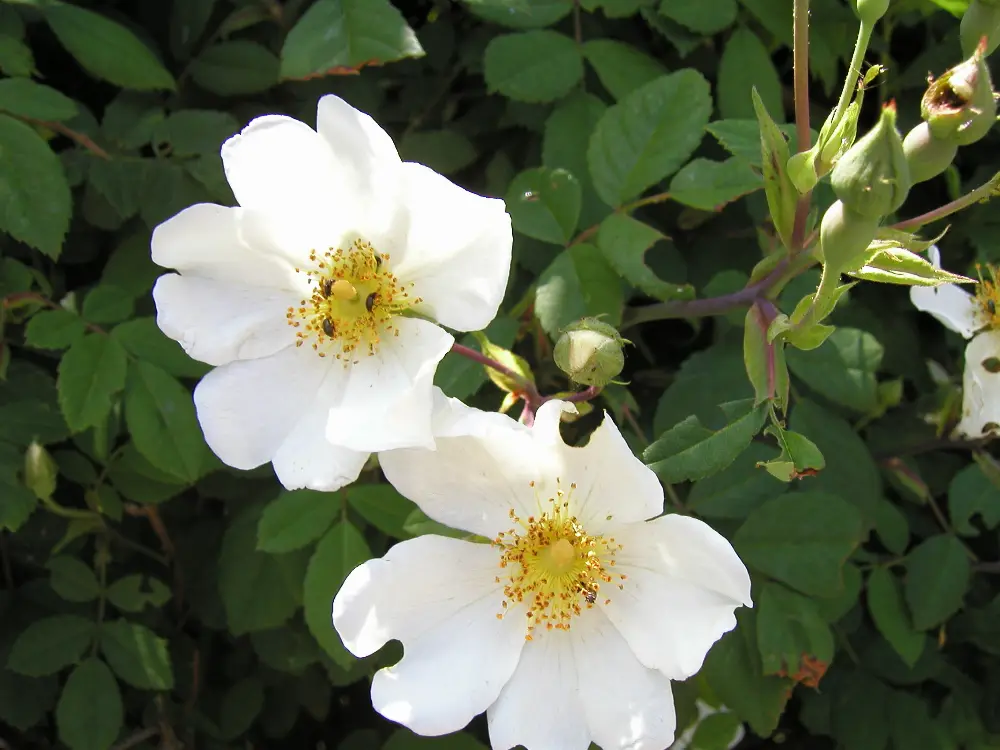 Bachblüte 37 Wild Rose – Heckenrose