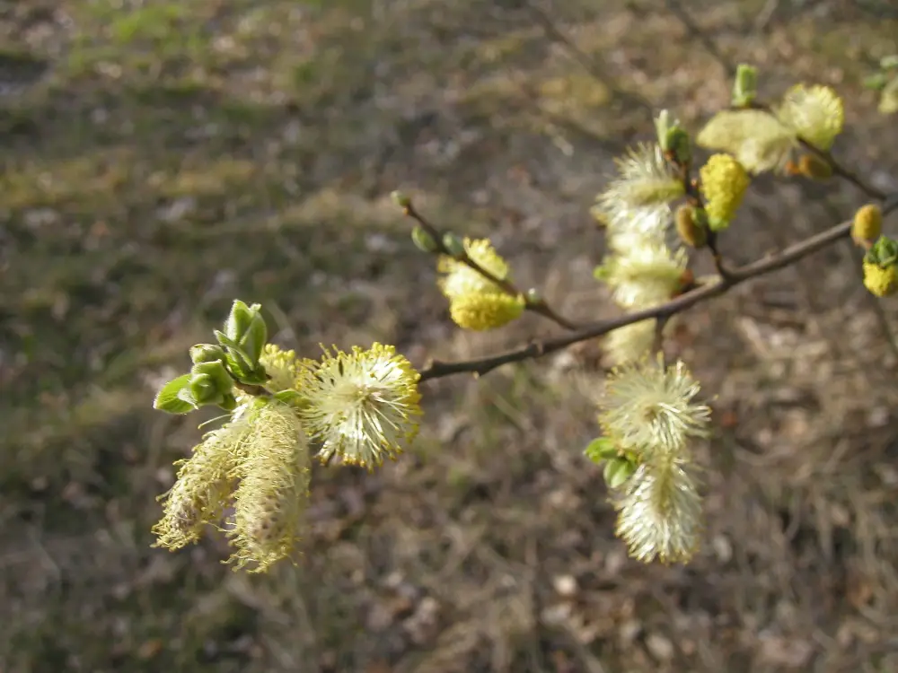 Bachblüte 38 Willow – Gelbe Weide