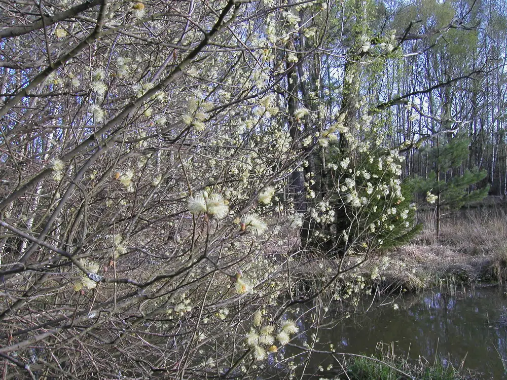Bachblüte 38 Willow – Gelbe Weide