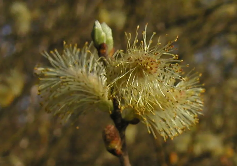 Bachblüte 38 Willow – Gelbe Weide