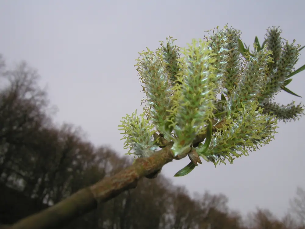 Bachblüte 38 Willow – Gelbe Weide