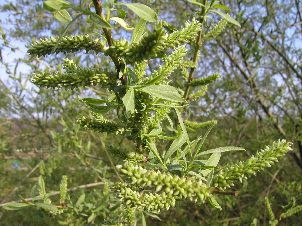 Bachblüte 38 Willow – Gelbe Weide
