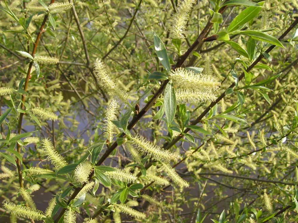 Bachblüte 38 Willow – Gelbe Weide